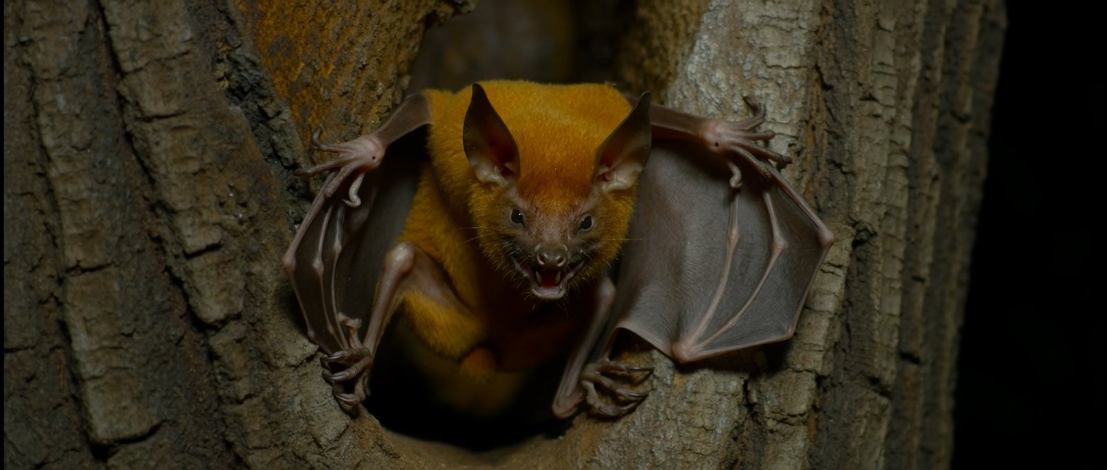 A golden bat in a tree hollow
