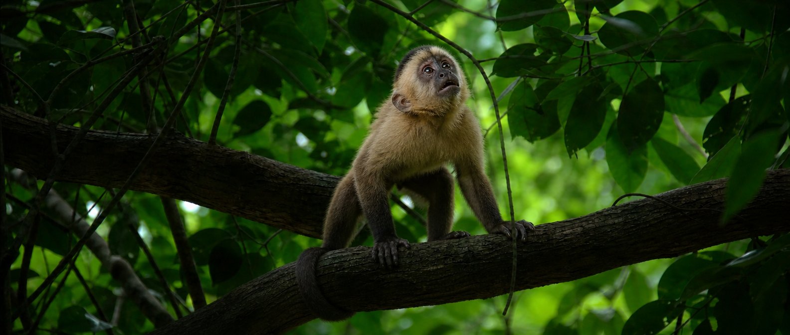 A young capuchin on a branch